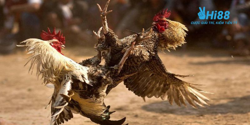 bí quyết chơi đá gà Đá gà là gì?