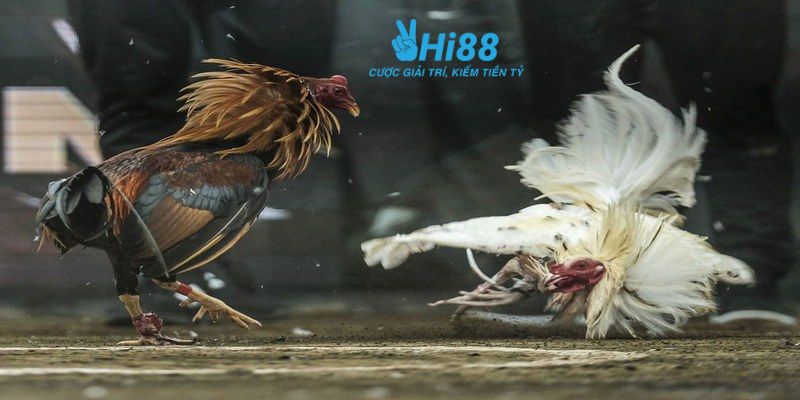 bí quyết chơi đá gà Tổng hợp các bí quyết chơi đá gà hiệu quả từ các cao thủ