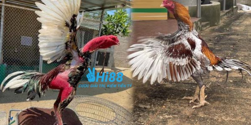 bí quyết chơi đá gà Chọn thời cơ cược - Bí quyết chơi đá gà