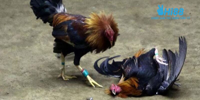 kèo đá gà trên mạng Tìm hiểu về sự phổ biến của các kèo đá gà trên mạng