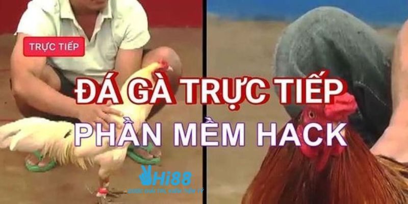 phần mềm hack đá gà Phần mềm hack đá gà trực tuyến: Công cụ hỗ trợ hay rủi ro?