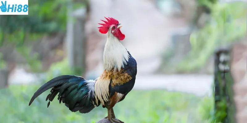 Chợ Tốt Gà Đá Hậu Giang