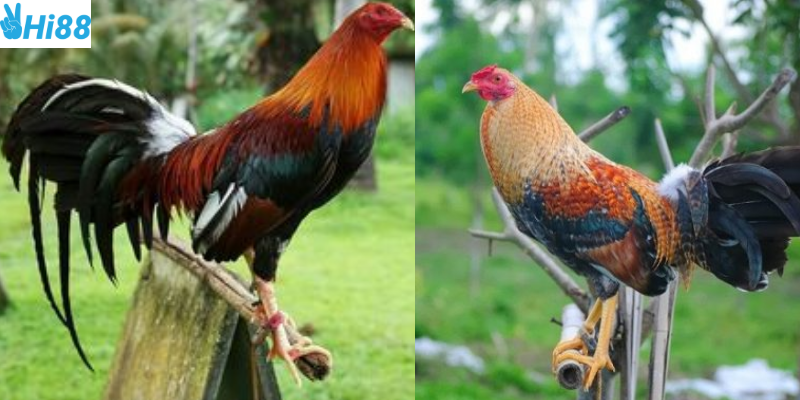 Chọn chiến kê dựa trên yếu tố giống tốt