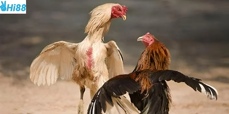 Chọn chiến kê và giao dịch nhanh chóng