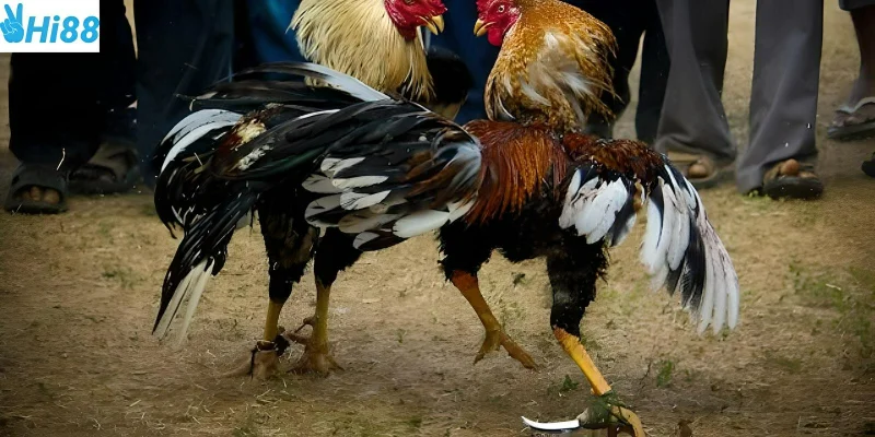 Đa dạng loại cược đá gà được cung cấp bởi Hi88