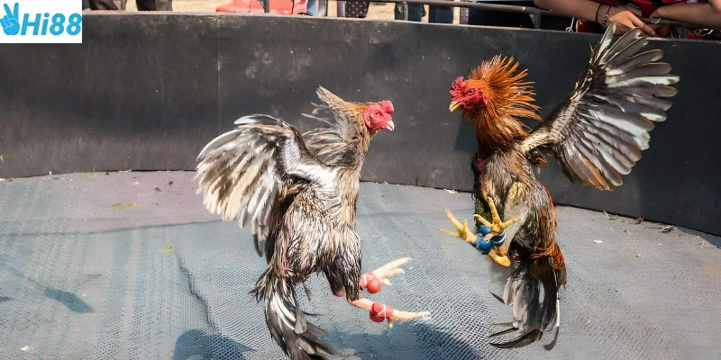 Đá gà cựa sắt sự hấp dẫn từ những trận đấu sống còn