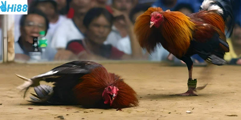 Đá gà cựa sắt sự khốc liệt trong từng trận đấu