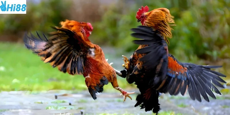 Khuyến mãi và trải nghiệm chân thật khiến Hi88 trở nên đặc biệt