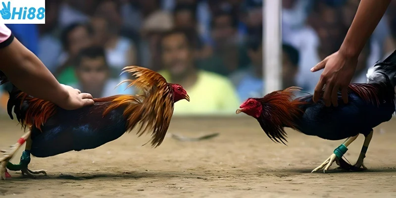 Lựa chọn chiến kê phù hợp giúp bạn thắng cược