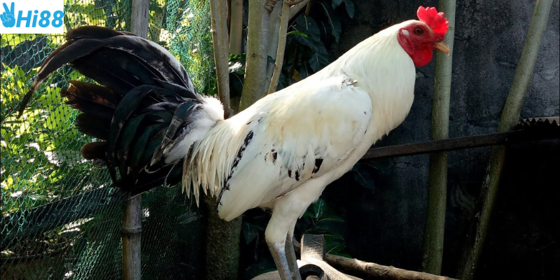 Mua bán nhanh chóng nhưng cần lưu ý kiểm tra thông tin