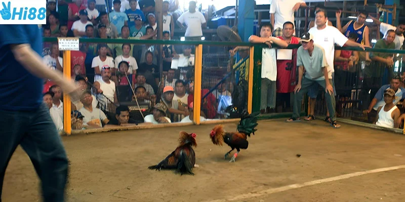 Tìm hiểu trận đấu và chọn đúng thời điểm giúp bạn thắng cược