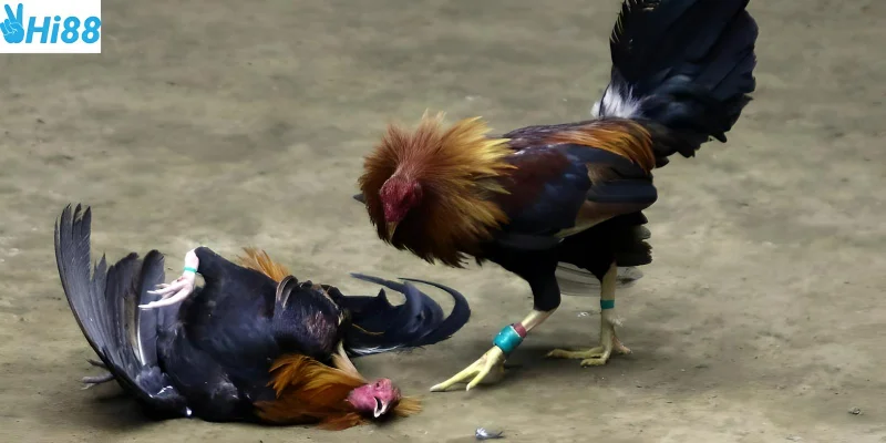 Trực tiếp đá gà C3 mang lại sự hứng thú cho người chơi