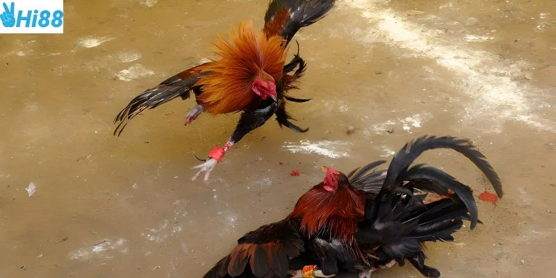 Tỷ lệ ăn cao trong từng trận đấu giúp trực tiếp đá gà C3 thu hút khách hàng