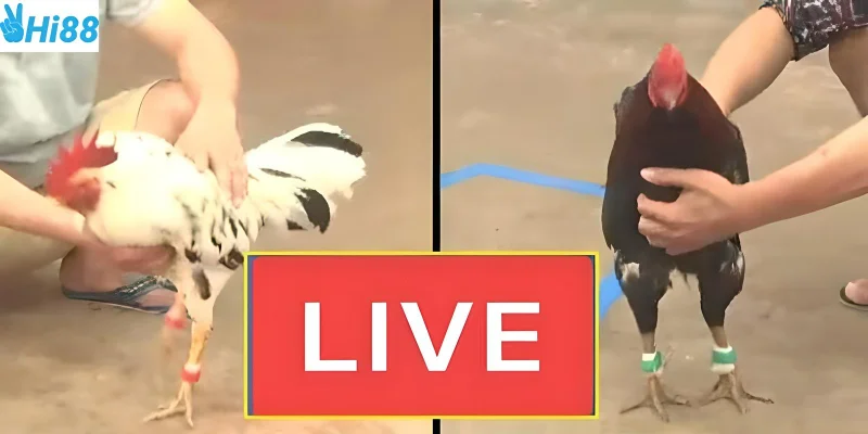 Xem đá gà trực tiếp tại Hi88