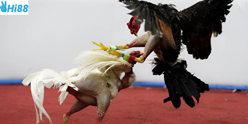 Áp dụng chiến thuật để luôn thắng