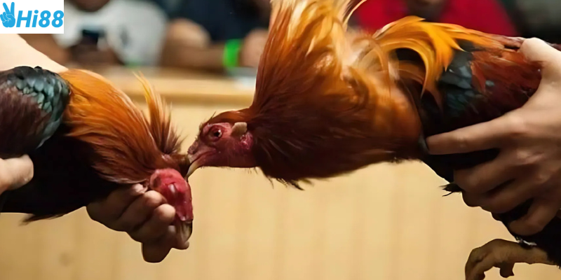 Cá cược đấu trường gà tre Việt tại Hi88