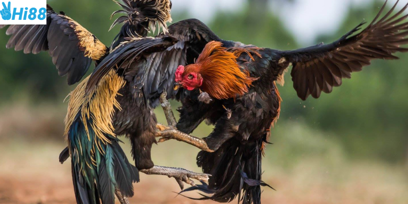 Chọn chiến kê và bí quyết giúp bạn thắng cược