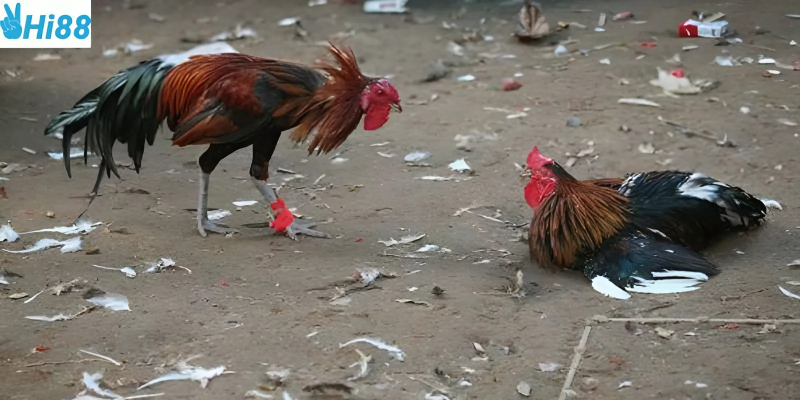 Đá gà 88 và những trận chiến hấp dẫn