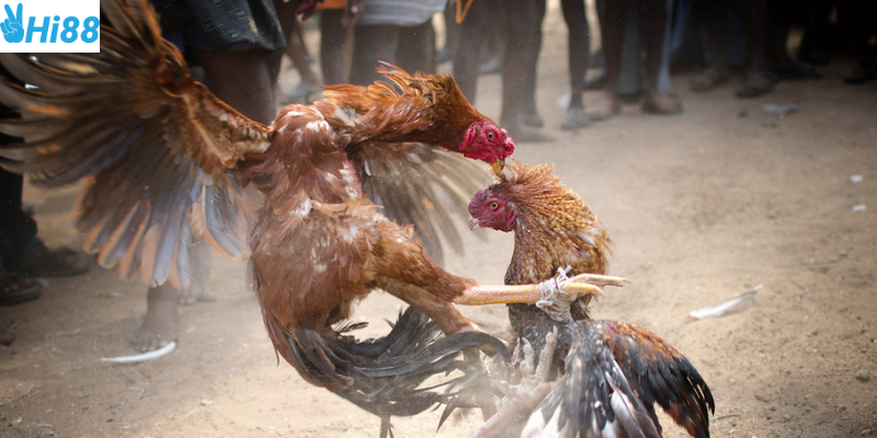 Đá gà cựa sắt Thomo Hi88 hấp dẫn trong từng trận đấu