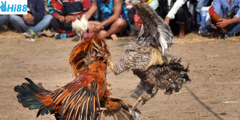 Đăng ký tài khoản và tham gia cược nhanh chóng