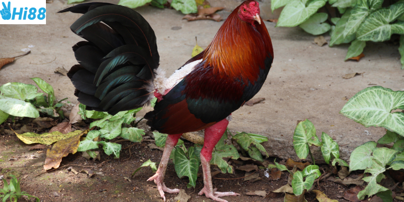 Khám phá gà chọi Việt Nam tại nhà cái