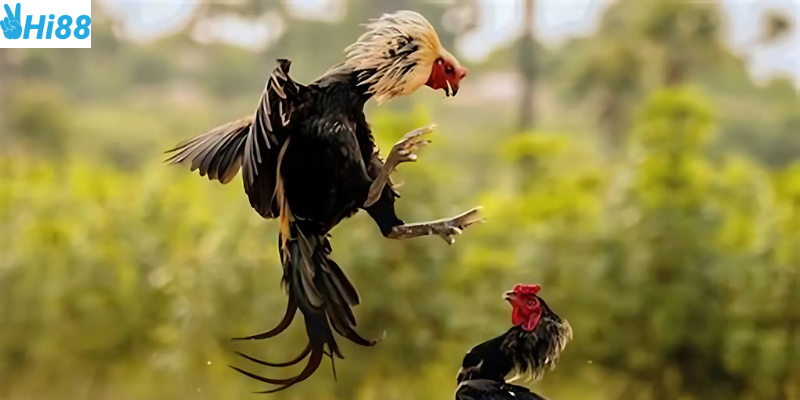 Màu mạng gà đá chiến thuật cược hiệu quả