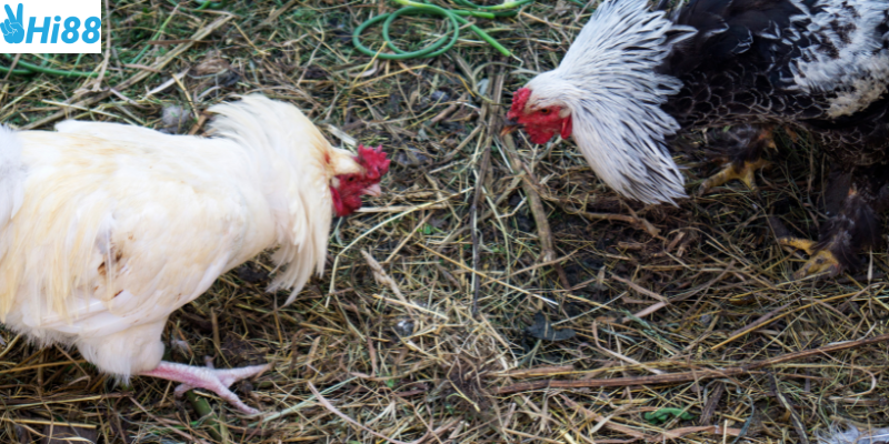 Nhận nhiều chương trình ưu đãi đặc biệt từ nhà cái