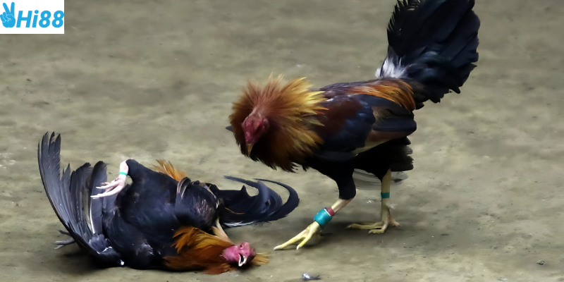 Phân tích chiến kê và quản lý vốn cược hợp lý