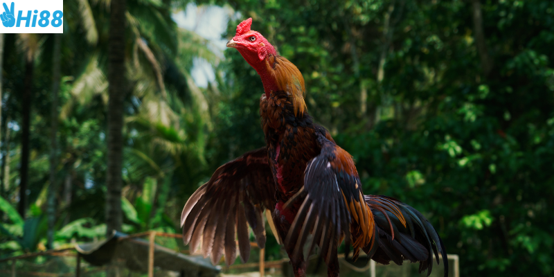 Phân tích chiến kê và tham gia cược dễ dàng