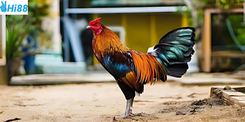 Phân tích lịch sử thi đấu và chọn kèo hợp lý