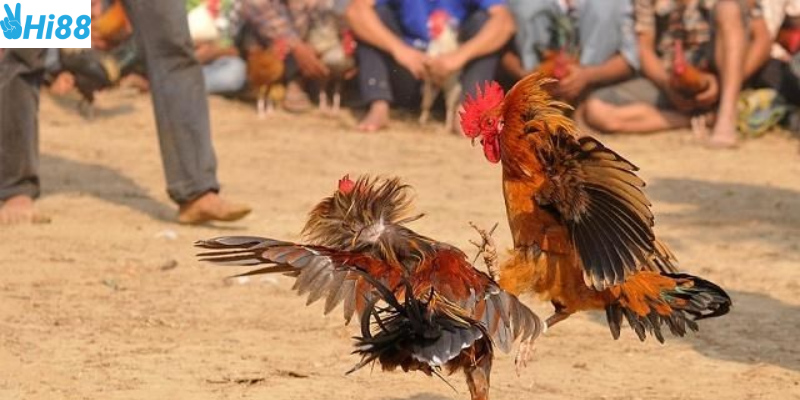 Phân tích phong độ để chọn chiến kê phù hợp