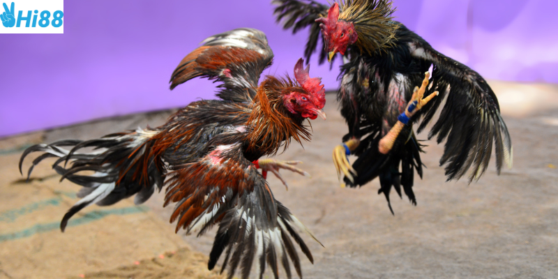 Tham gia cược đá gà 3D mô phỏng cùng Hi88