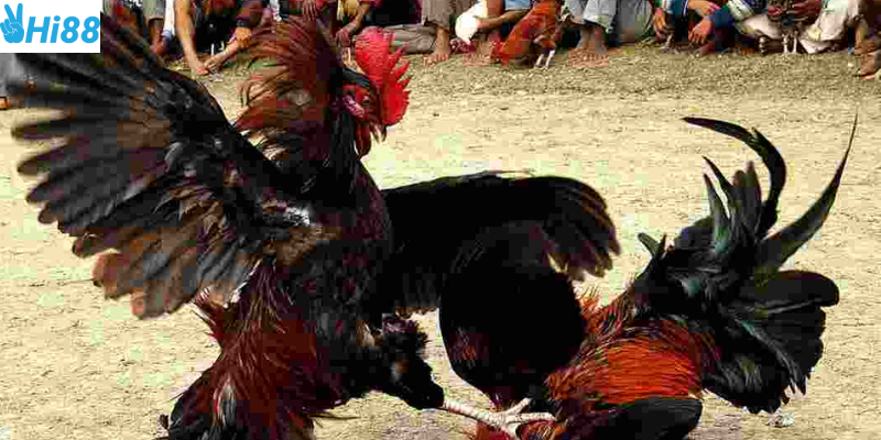 Tham gia đá gà ao làng tại Hi88