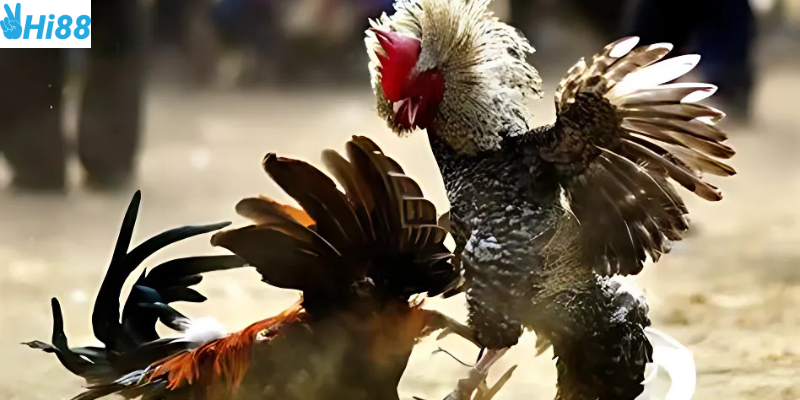 Theo dõi đá gà trực tuyến tại Hi88