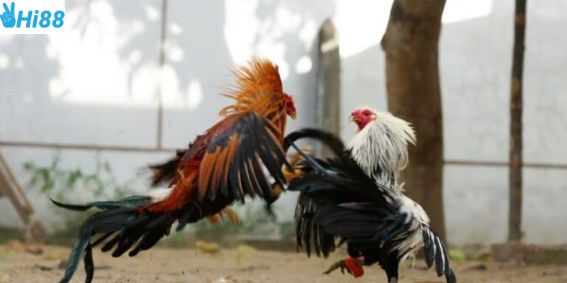 Đấu gà trực tiếp online và những trận chiến hấp dẫn