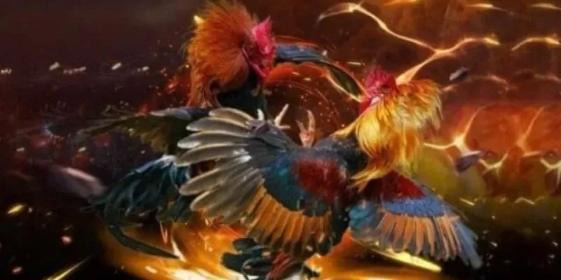 Những ưu điểm của gà chọi xứ bắc cần nắm