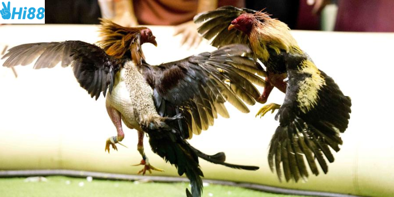 Nắm bắt kỹ năng chiến kê để đặt cược