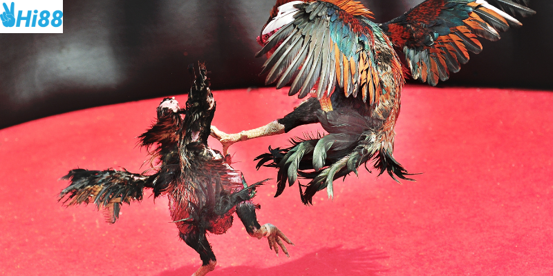 Tham gia đá gà chiến thuật tại Hi88