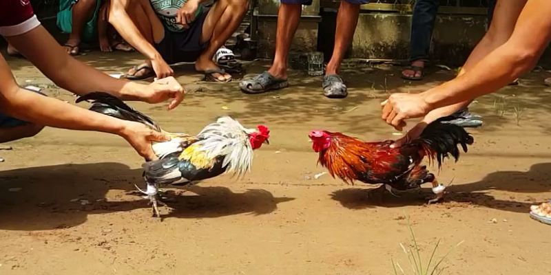 Trận đấu giữa hai chiến kê đỉnh cao tại đấu trường