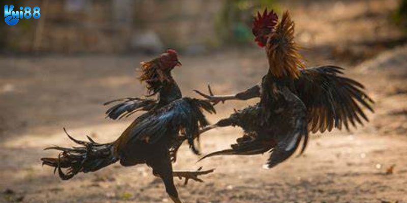 Khám phá đá gà Campuchia trực tuyến