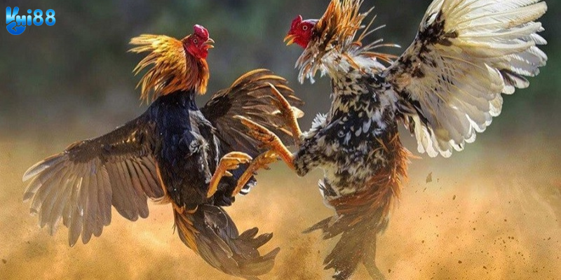 Các mẹo cược giúp bạn thắng lớn