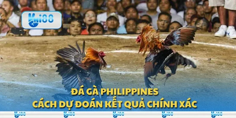 Đá gà Philippines: Cách dự đoán kết quả chính xác