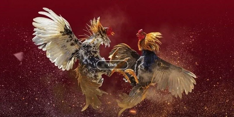 Nguyên tắc hoạt động trong đá gà philippines