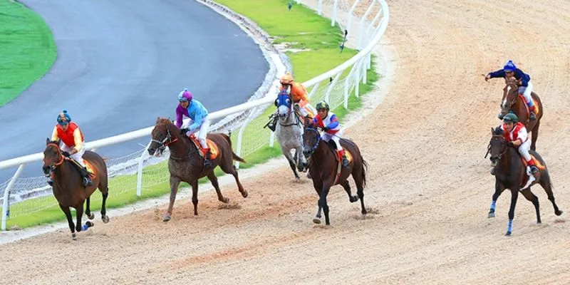 Mẹo đặt cược đua ngựa nâng tầm kỹ năng